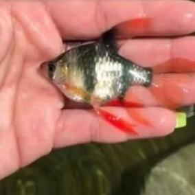 TIGER SUMATRA SLAYER