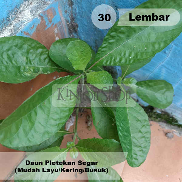 

Daun Pletekan Kencana Ungu Segar 30 Lembar