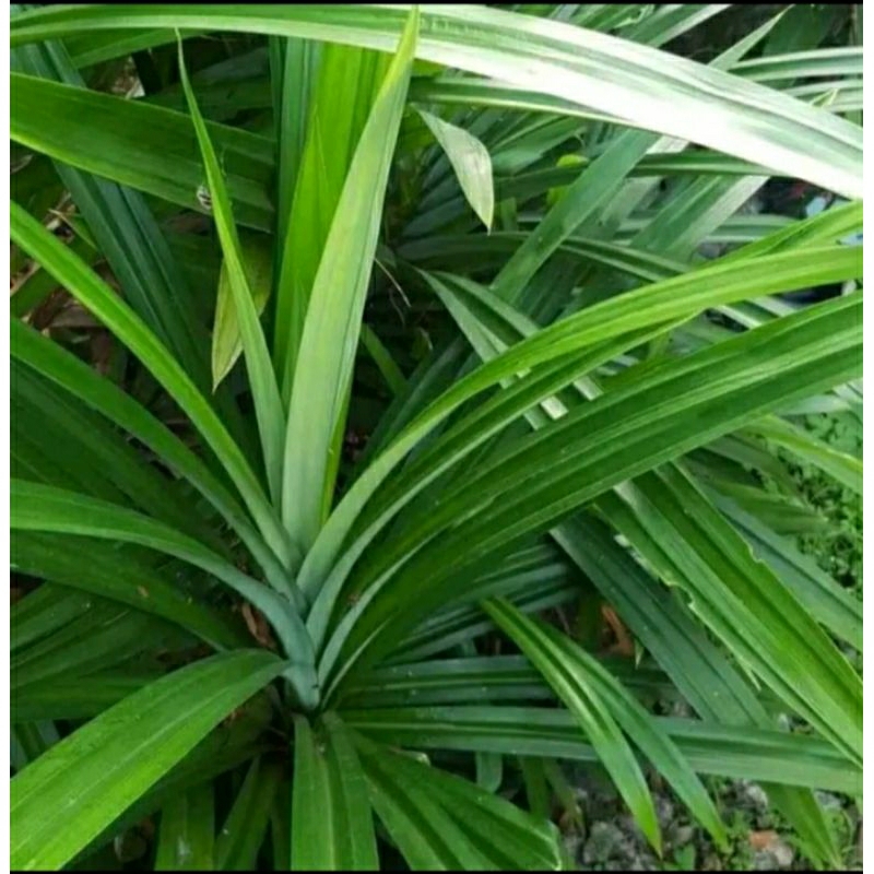

Daun pandan segar