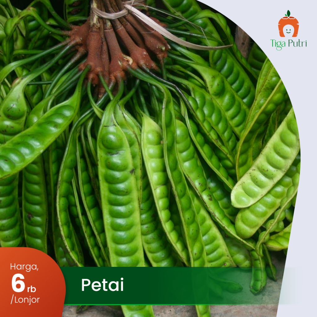 

Petai Segar Asli Harum Alami