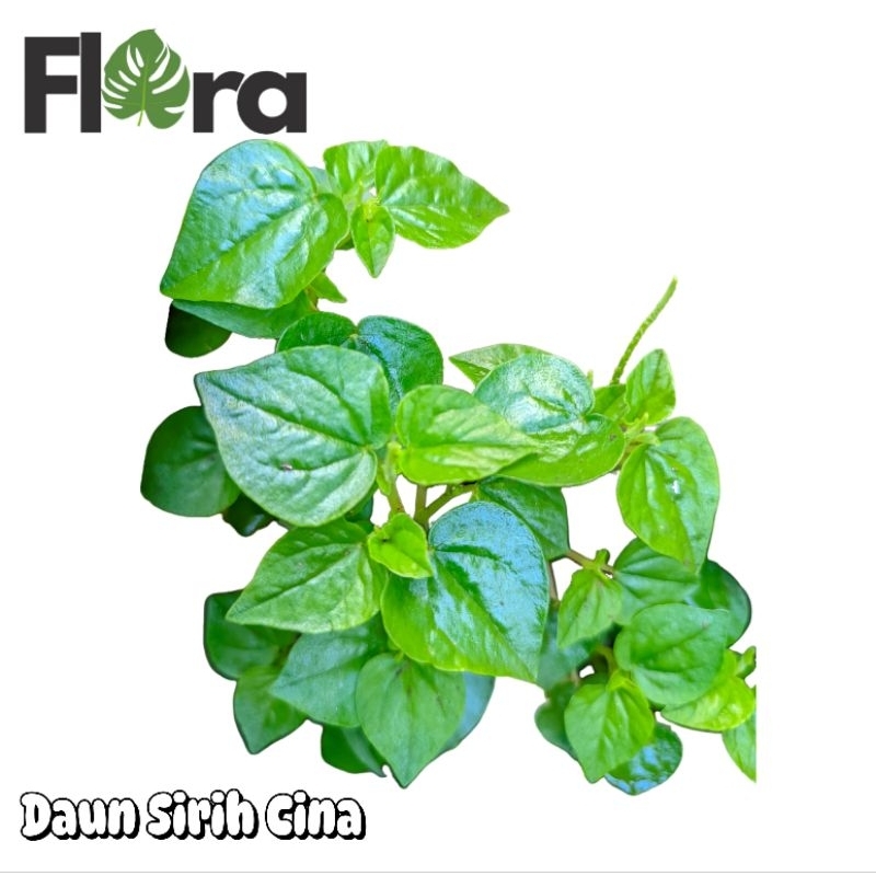 

Tanaman herbal sirih cina ketumpang air peperomia pellucida untuk kesehatan tubuh peradangan obat herbal obat alami obat tradisional