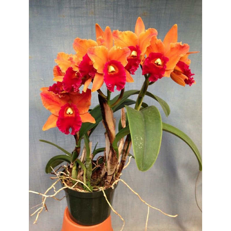 tanaman bunga - anggrek dendrobium Cattleya // anggrek dendrobium