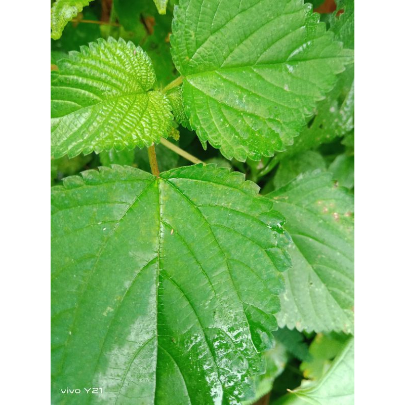 

daun pulus/daun jelatang segar 250/gram