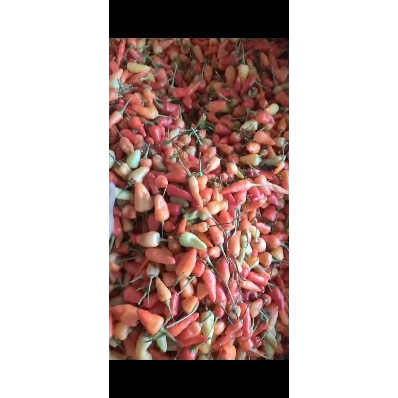 

Cabe Rawit Segar dan Fresh