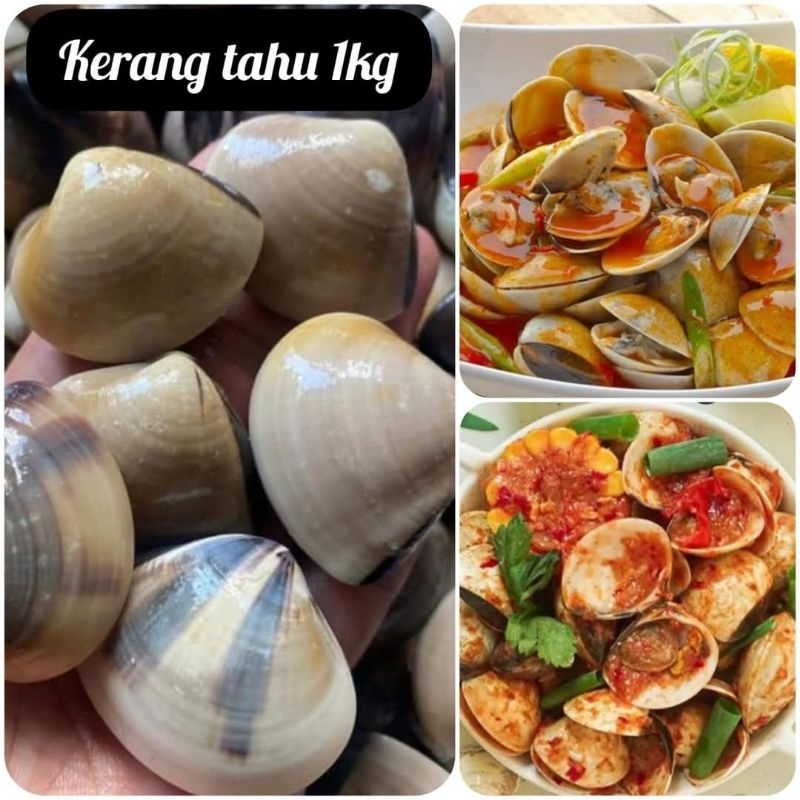 

Kerang Tahu