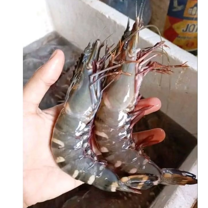 Udang Tiger isi 12.15 Udang pancet besar udang windu sedang Udang laut harian udang hasil laut segar