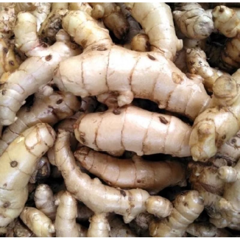 

temu kunyit putih herbal berkualitas fresh 1 kg gram terbaik