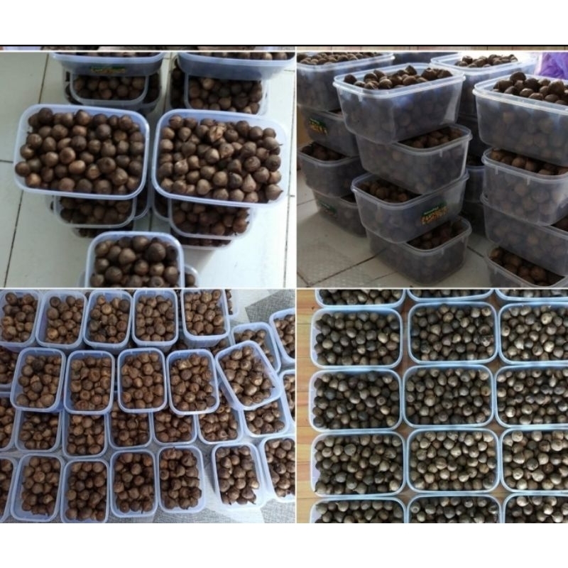 

BLACK GARLIC TUNGGAL 250 GRAM Bawang hitam lanang