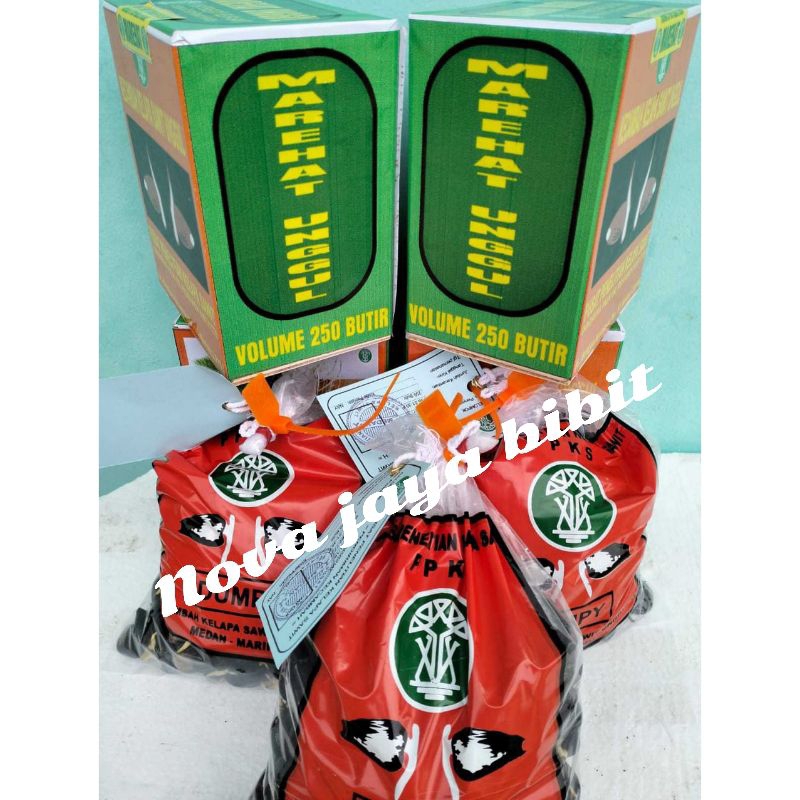 bibit kecambah sawit PPKS marehat unggul