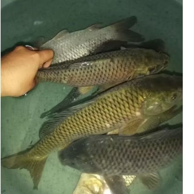 

Ikan Mas segar Ikan Tambak segar 1kg premium