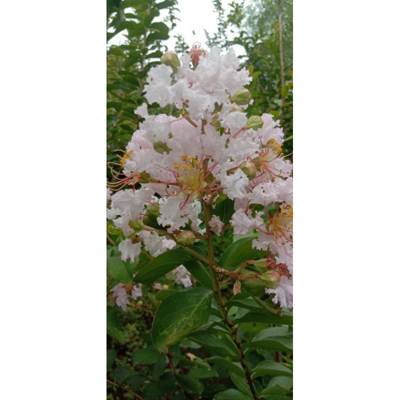 pohon bunga sakura besar