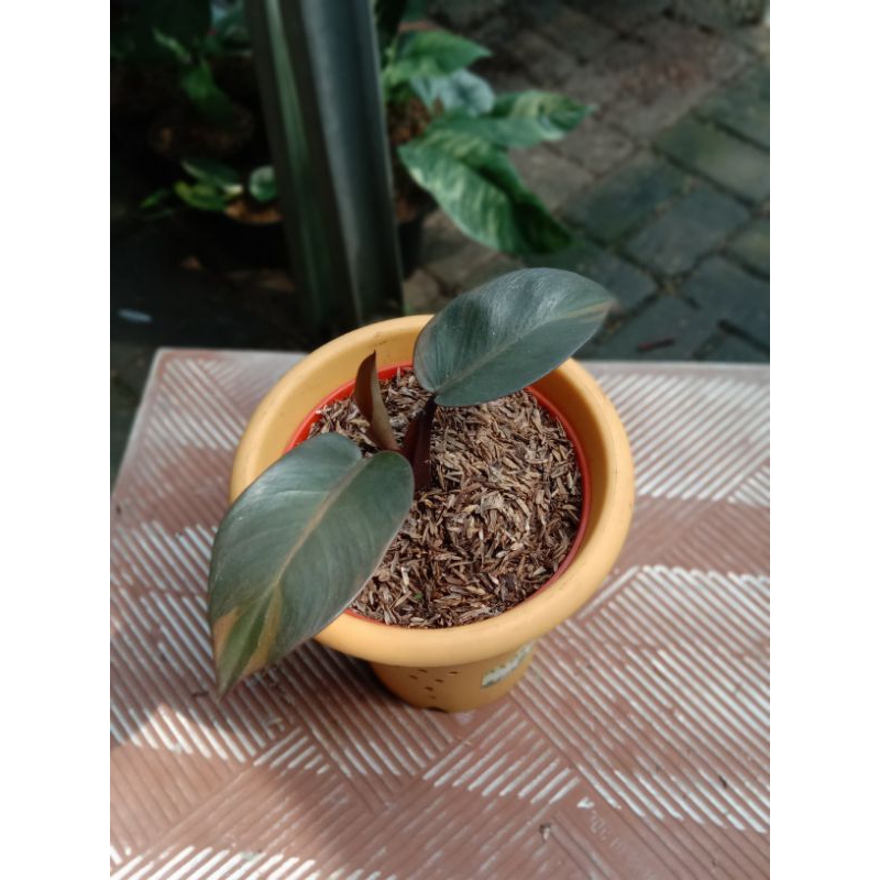 philodendron black cardinal varigata