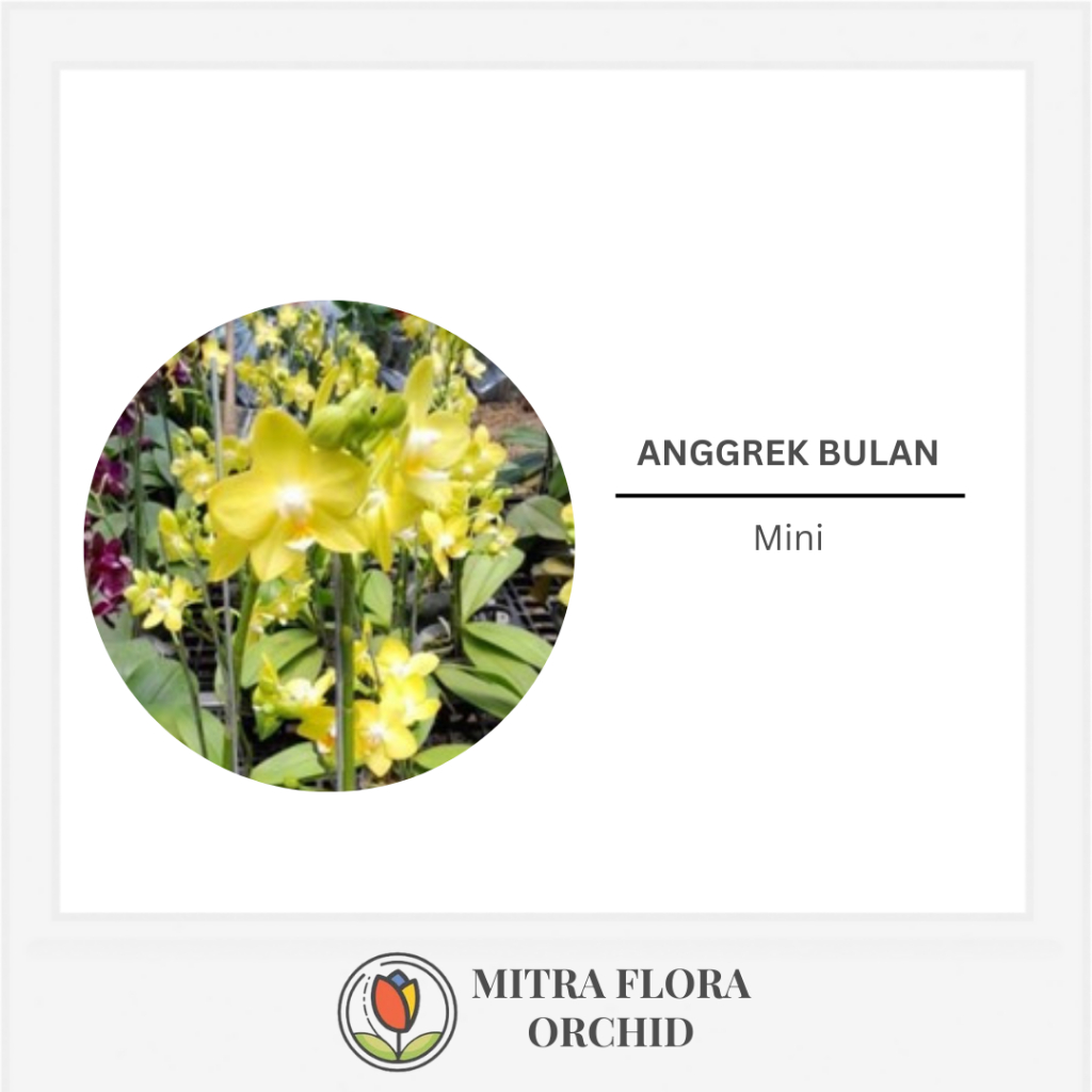 Anggrek Bulan  Mini