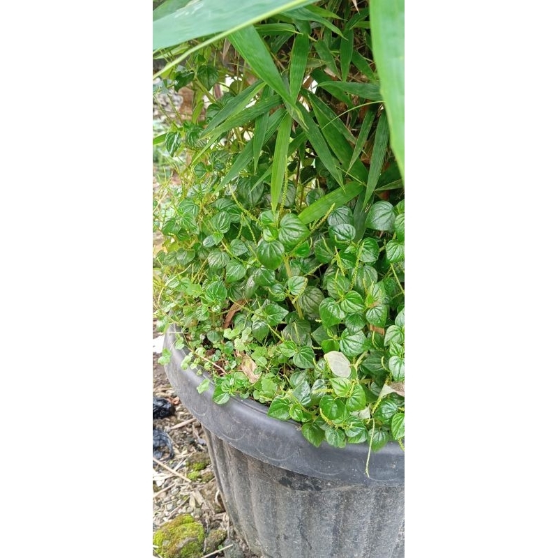 

500gr Daun Sirih Cina segar/ Ketumpang Air Segar