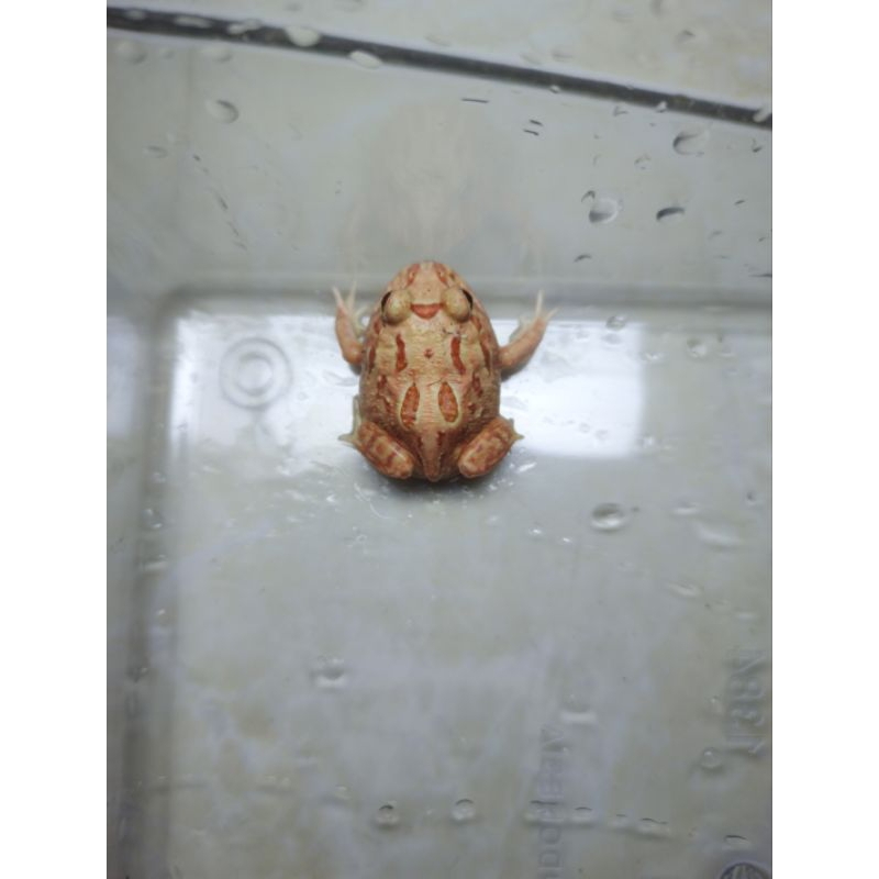 KODOK PACMAN FROG STRAWBERRY