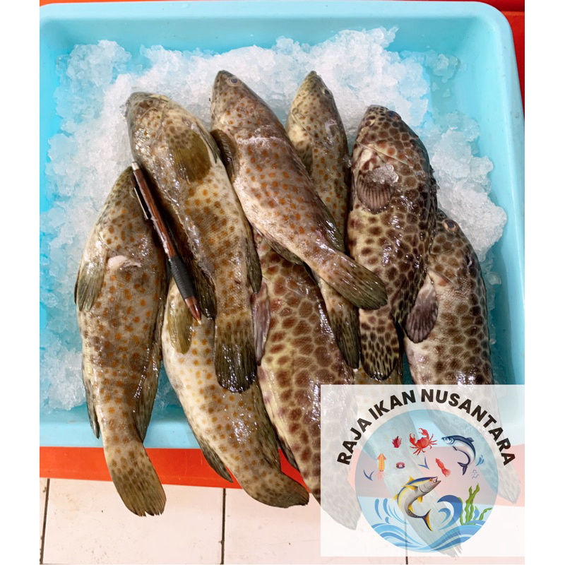 

IKAN KERAPU MACAN/KRAPU FISH 1KG ISI 4-5PCS FRESH PREMIUM