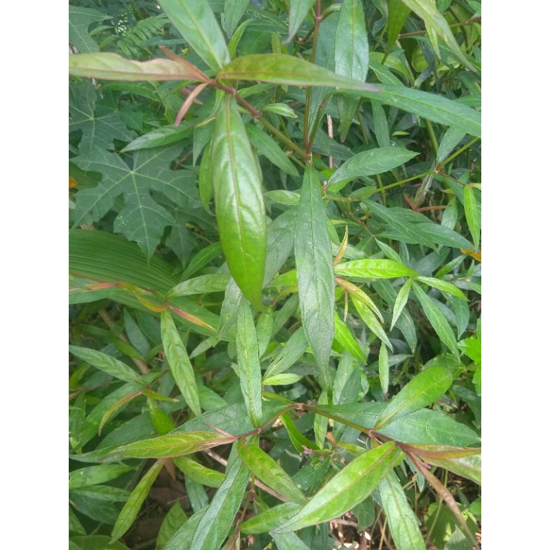 

daun prasman segar paket 500 grm
