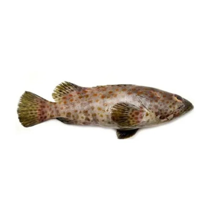 

Ikan Kerapu Kecil Segar 250gr Pengiriman Instan Siap Olah Untuk Masakan Bakar Goreng dan Hidangan Laut Nikmat