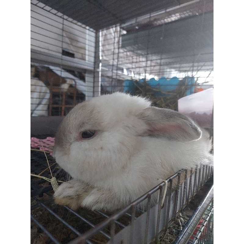 kelinci holland lop indukan frosty jantan
