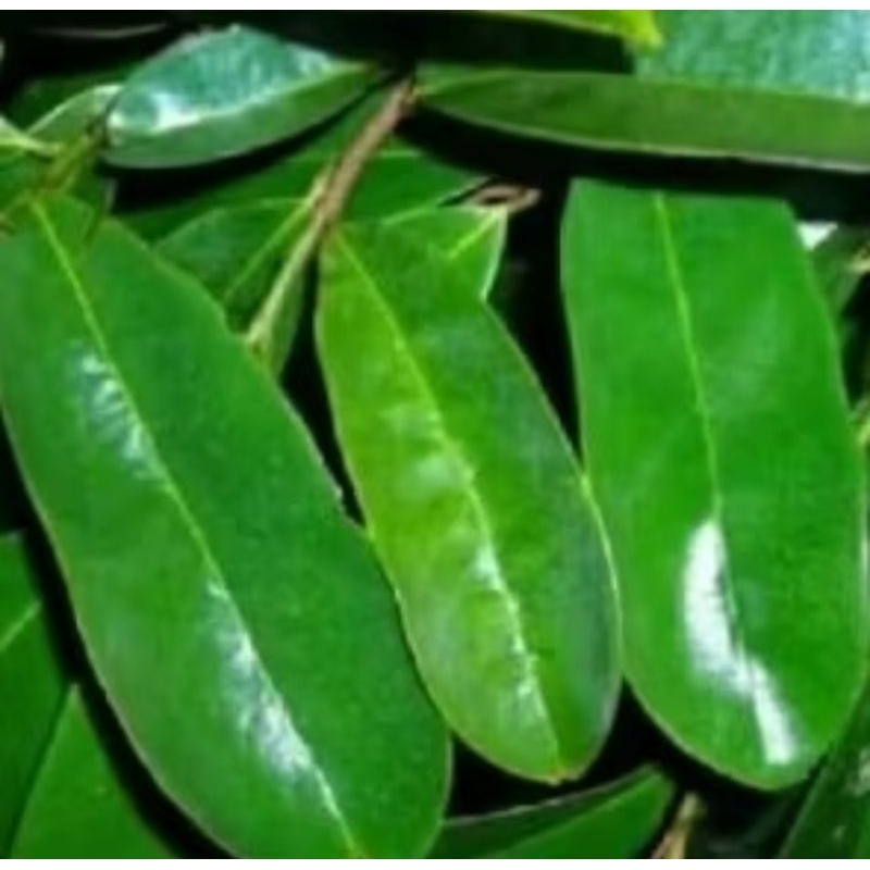 

daun sirsak segar 100 gram