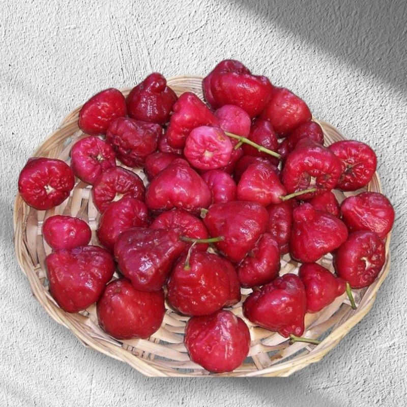 

JAMBU KANCING/JAMBU RUJAK 1kg