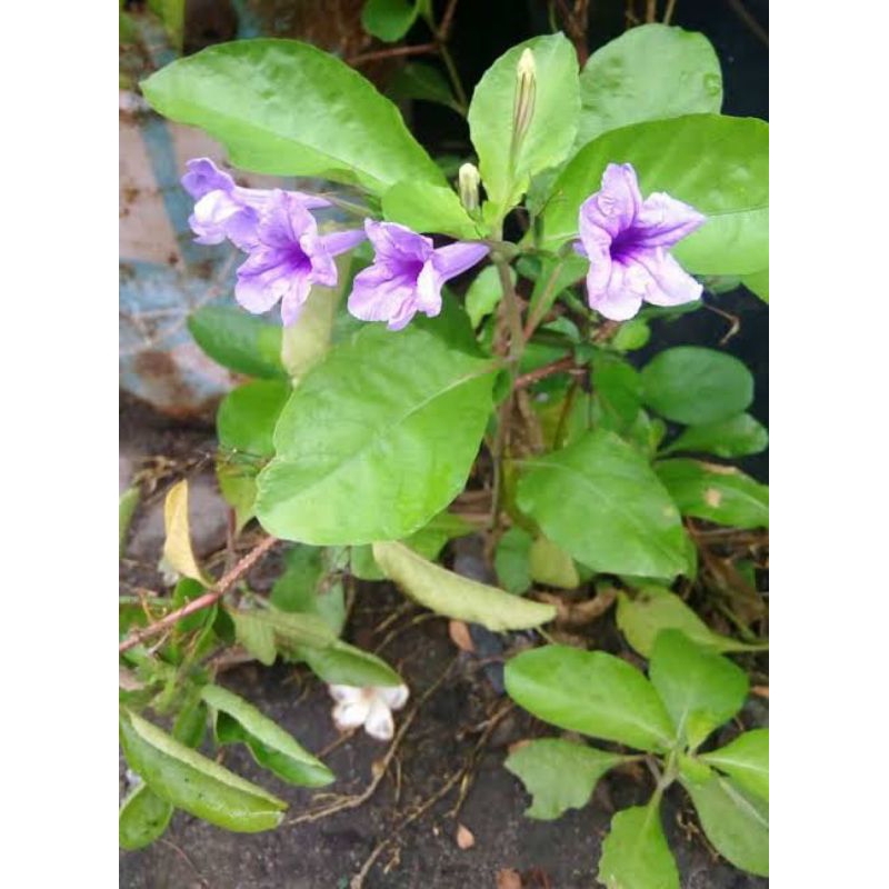 

Daun ceplikan di jual per 100gram