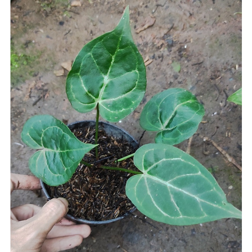 Anthurium Magnificum Hybrid / Anthurium Kuping Gajah - Tanaman Hias Anthurium Kuping Gajah