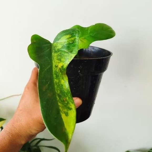philodendron violin varigata