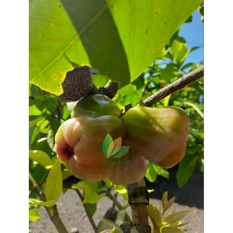 

NEW ~ Bibit Jambu Air Ijo Lokal Bwi/Local Pride ~ Cangkok