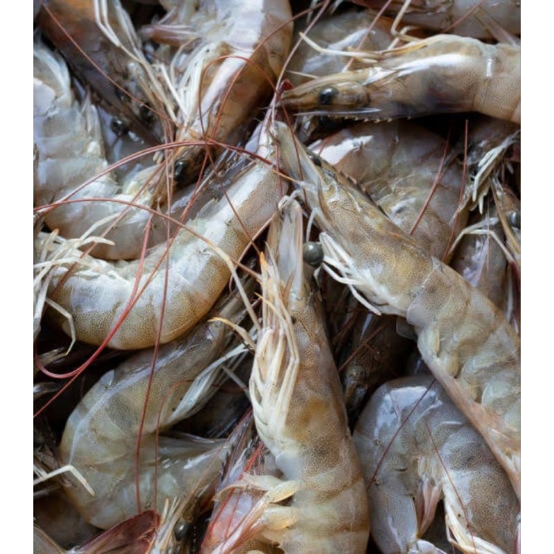 

Udang Panami 250 gram