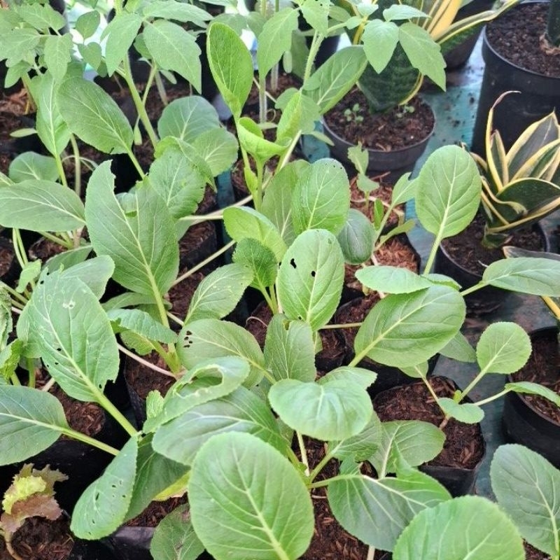 bibit tanaman sayur sayuran sawi caisim/sawi bakso 3 bibit