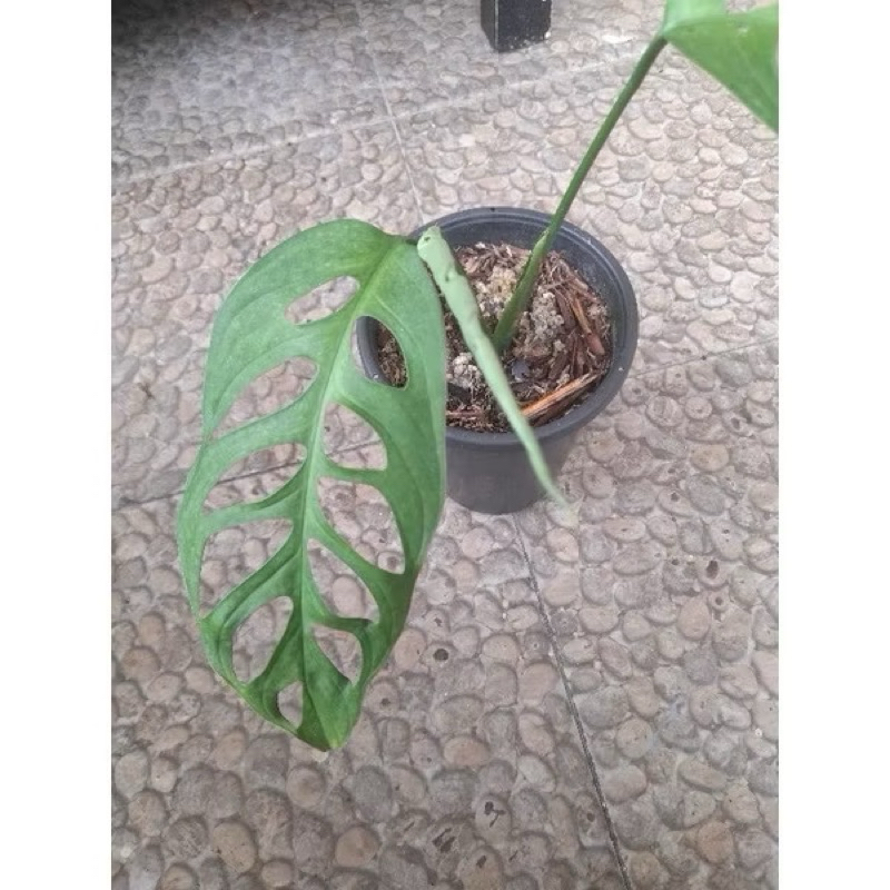 Tanaman Hias Monstera Esqueleto