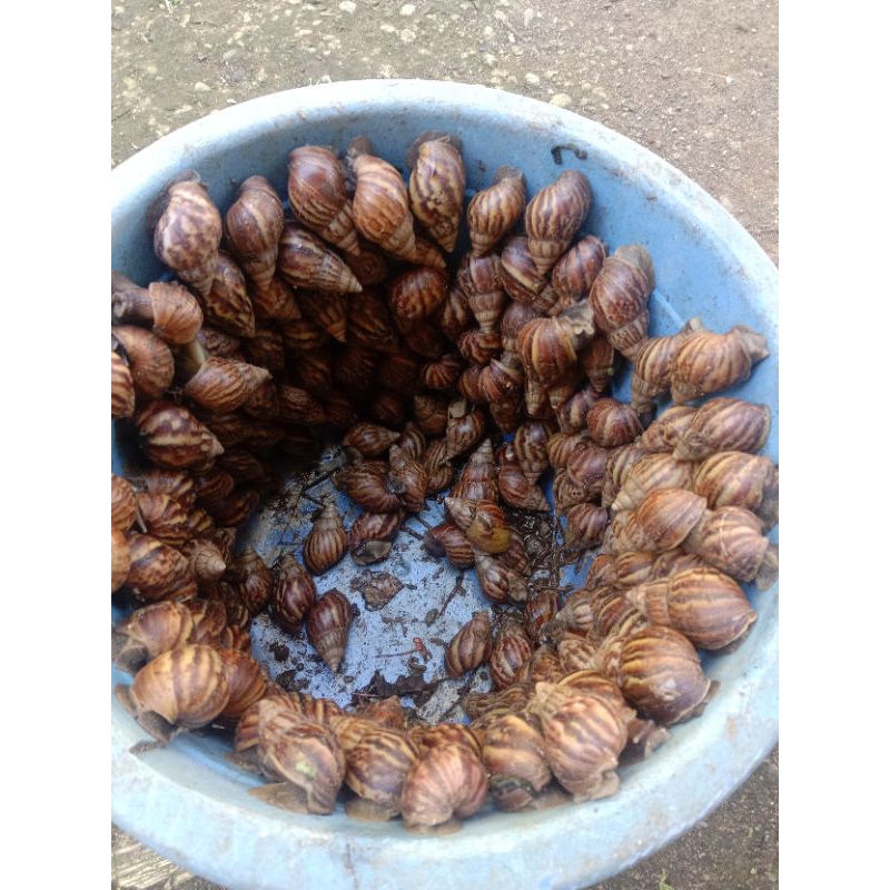 

bekicot hitam,tenggek,keong gunung fres fh per 1 kg