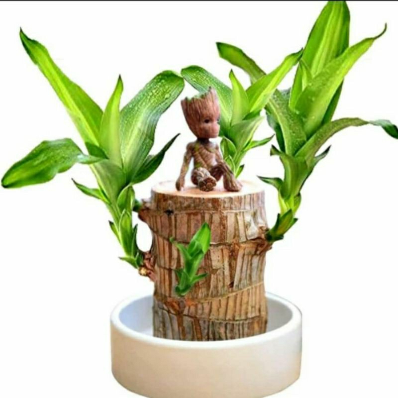 bonsai hanjuang stek hanjuang bonsai