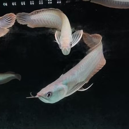 Hiasan Akuarium Arwana Silver Red Remaja 13 - 20 Cm Kualitas Termurah