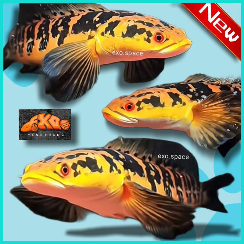 (Free Sticker) Maru Oren Riau ViP Berkualitas Singel Tank Grade A