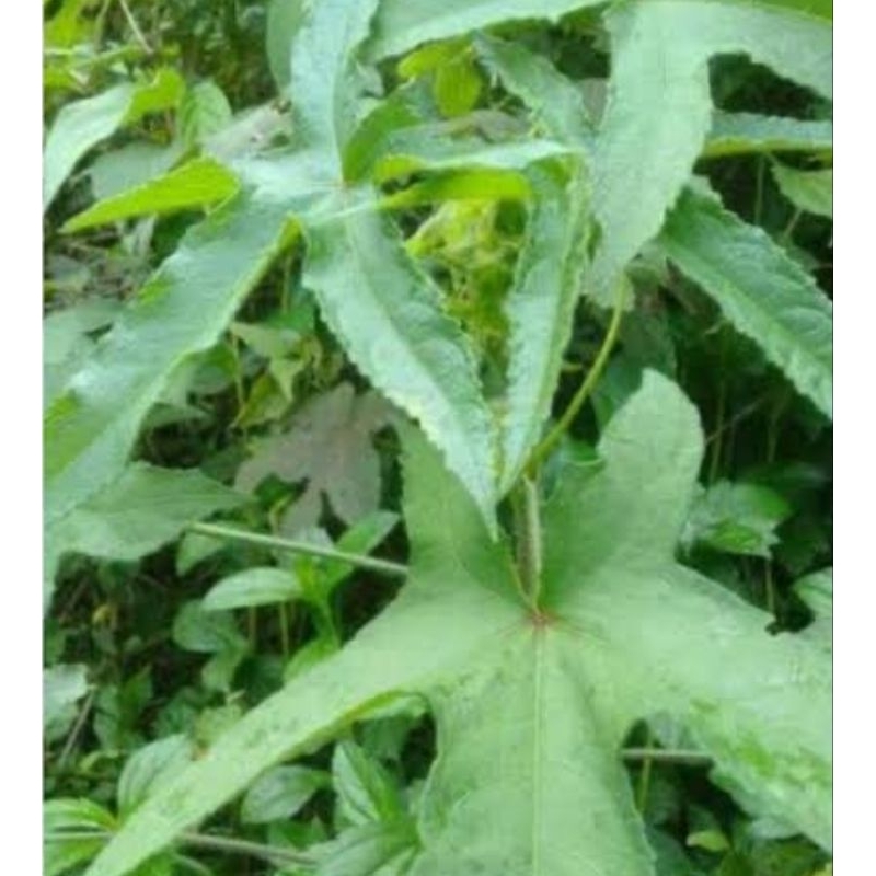 

Daun Gandapura daun kapasan segar 250 gram-az