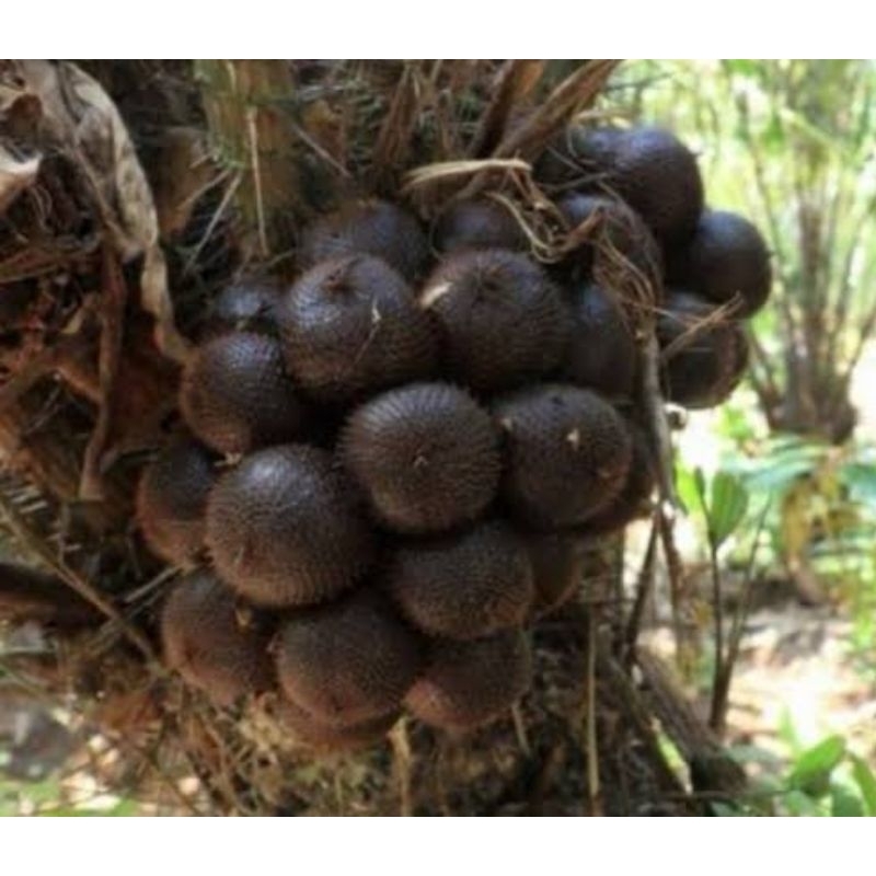 

Buah salak muda segar buah salak fresh 250 gram-az
