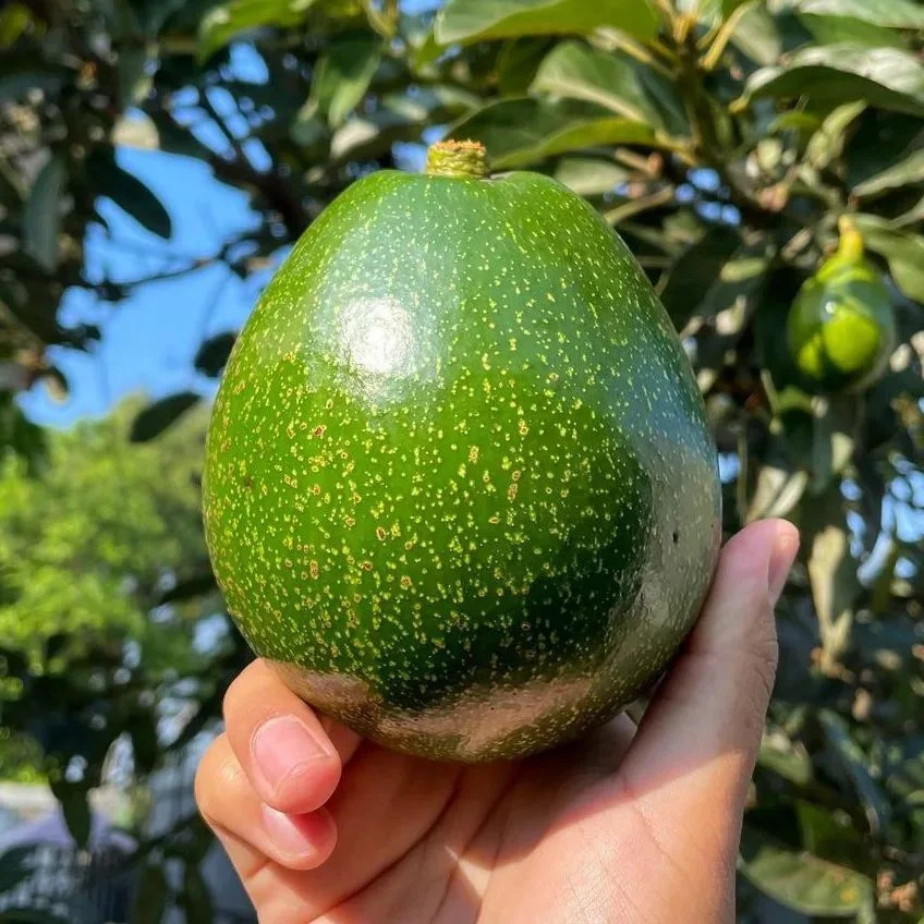 

ALPUKAT MIKI 1KG & 500GR