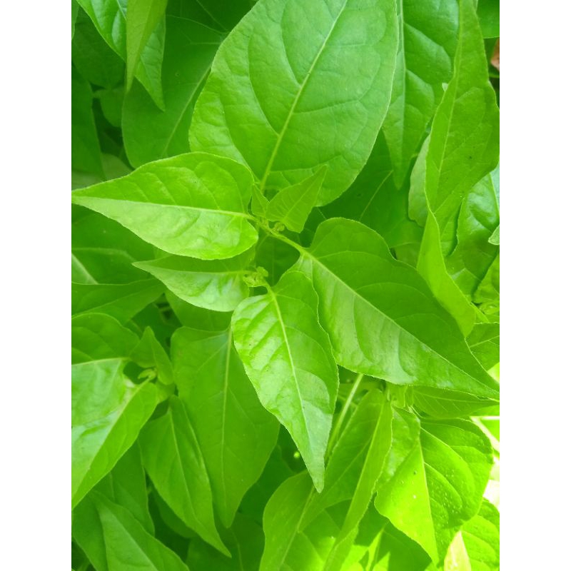

daun pupur cina segar per 1 kg