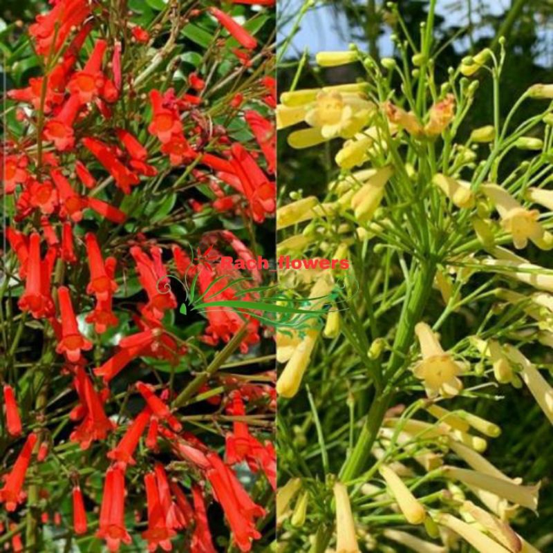 Paket 2 Air mancur merah & putih - Air mancur putih - Ruselia bunga merah - Pot Tanaman