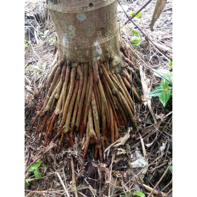 

New Promo Akar pinang segar 1kg akar Jambe Fresh COD