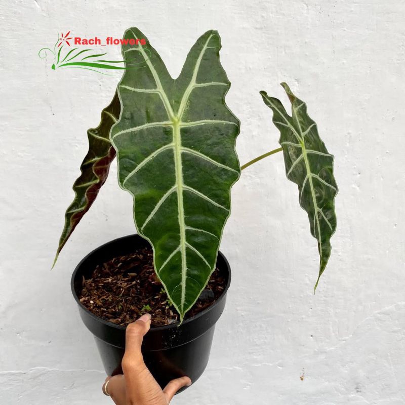 Tanaman hias Alocasia amazon - alocasia amazonica - keladi amazon