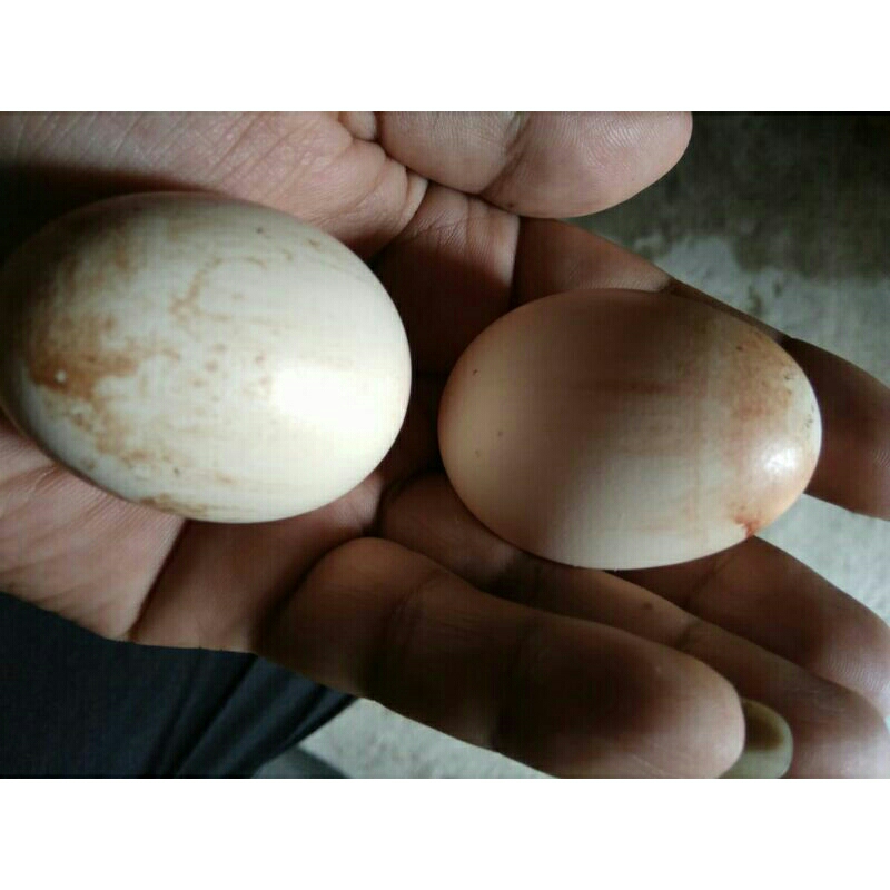 

telur ayam kampung tembean