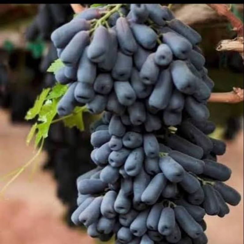 

Buah Segar Anggur Hitam Jari Moondrop Sapphire Impor Manis Tanpa Biji