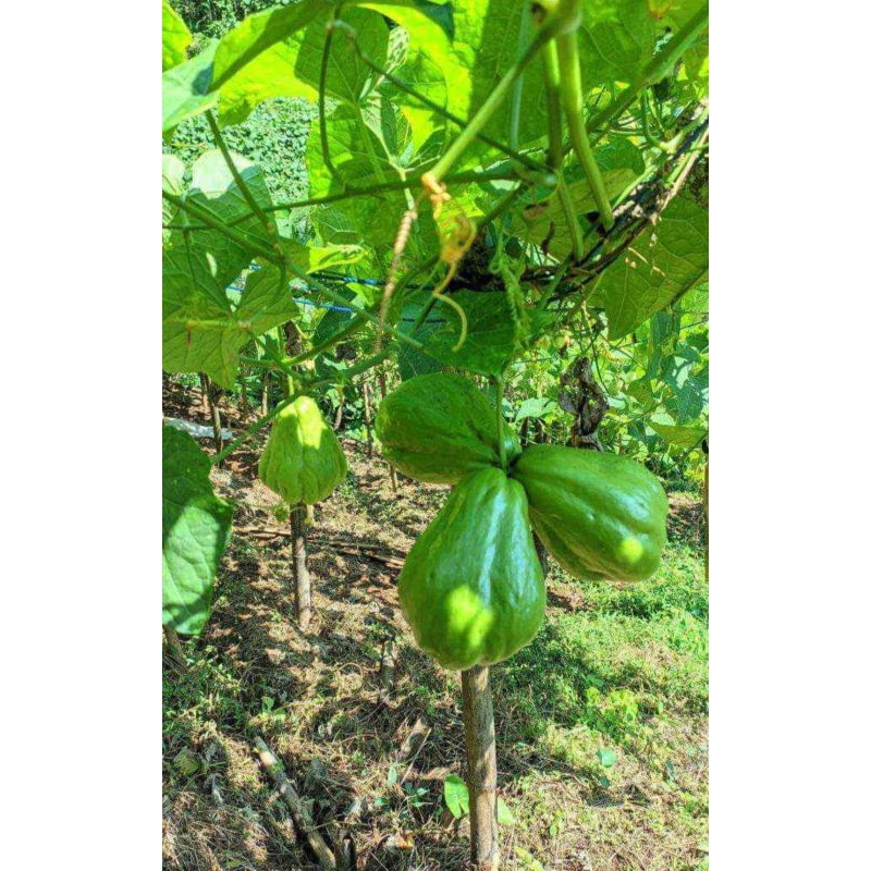

labu siam/jipang untuk segala sayur bening sayur tumis sangat cocok 1kg