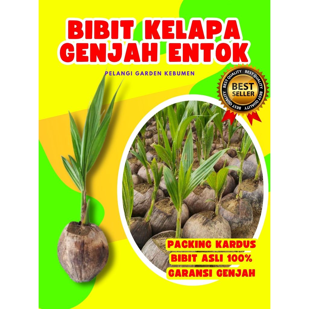 BIBIT UNGGUL..! Tanaman Kelapa Kuning Pendek, Tanaman Kelapa Kampung