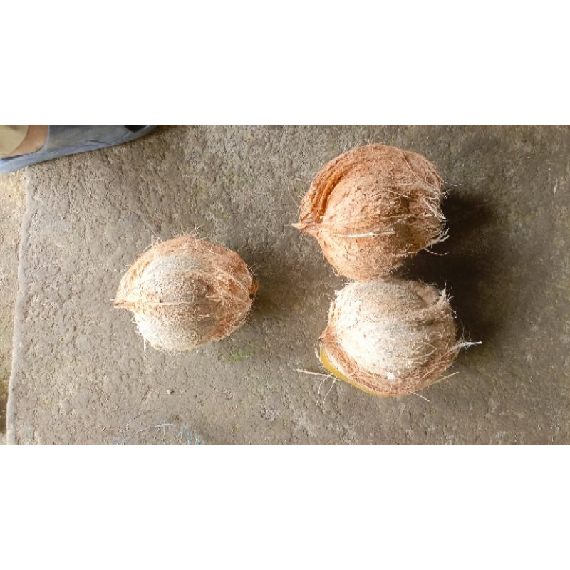 

kelapa santan