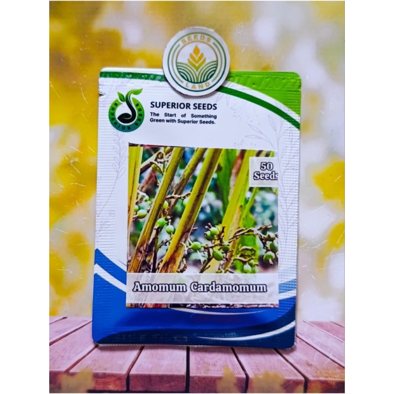 BIJI BENIH KAPULAGA INDIA KEMASAN ORIGINAL ISI ± 50 BUTIR