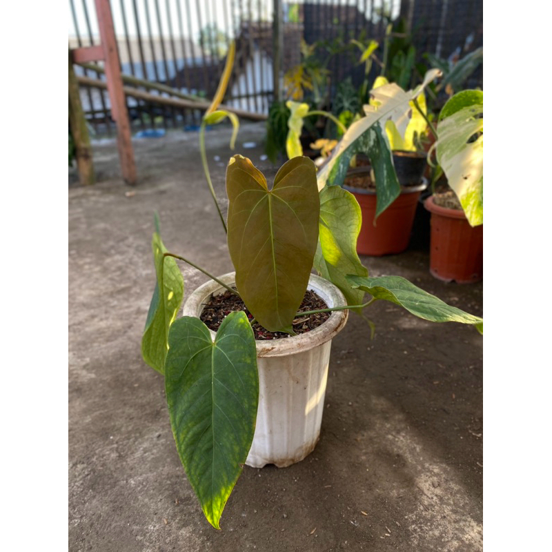 Anthurium_PapillilaminumX_Darkmama